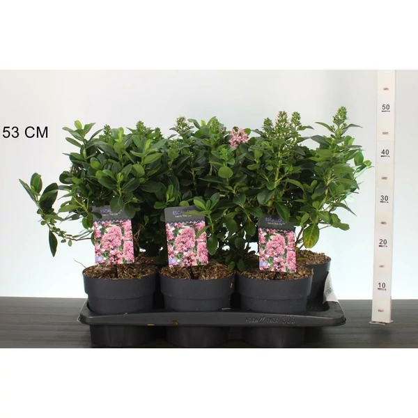Piros kőtörőcserje   ESCALLONIA LAEVIS PINK ELLE 30/40 K2