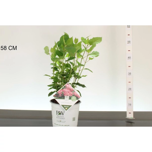 Cserjés hortenzia     HYDRANGEA ARBORESCENS RUBY ANNABELLE 30CM K3