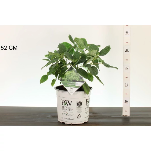 Cserjés hortenzia     HYDRANGEA ARBORESCENS SUBLIME ANNABELLE 30/40 K5