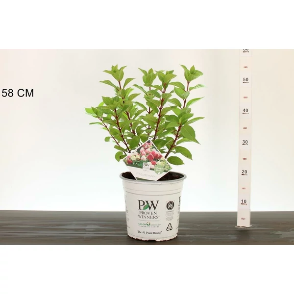 Bugás hortenzia   HYDRANGEA PANICULATA LITTLE LIME PUNCH 30/40 K5