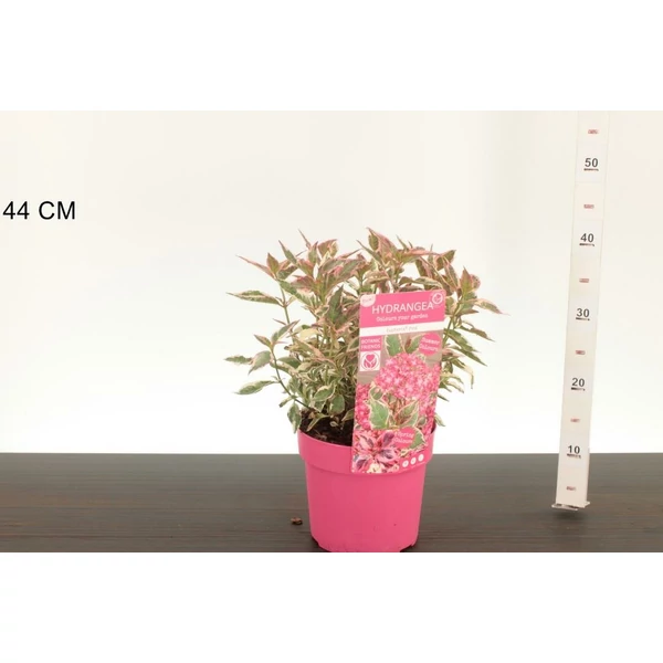 Fűrészeslevelű hortenzia   HYDRANGEA SERRATA EUPHORIA PINK 25/35 K3