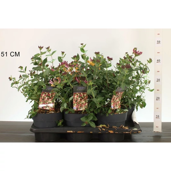 Búbos lonc LONICERA PERICLYMENUM CHIC AND CHOC 20/30 K2