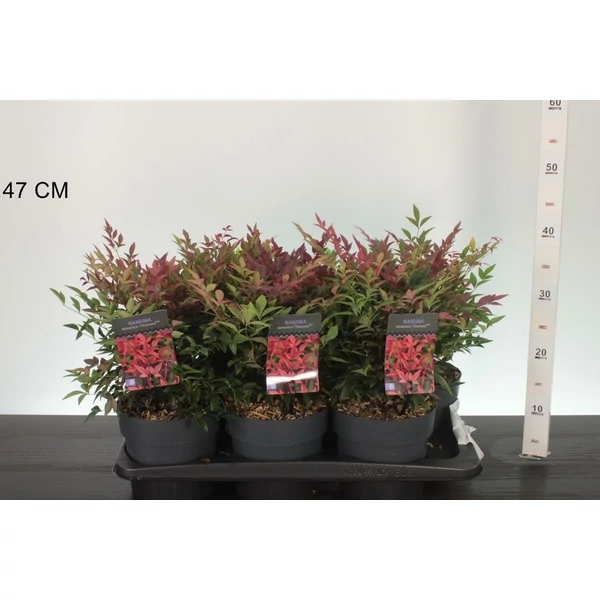 Japán szentfa   NANDINA DOMESTICA OBSESSED 20/30 K2
