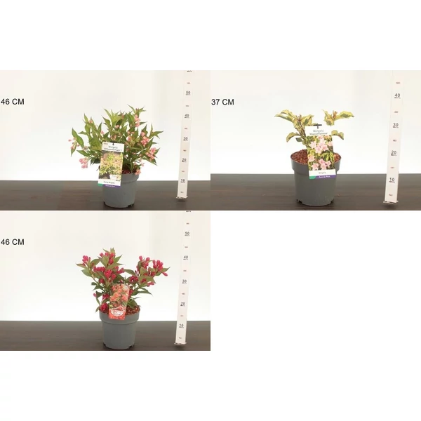 Rózsalonc     WEIGELA ALL SUMMER FAJTÁK 25/30 K3