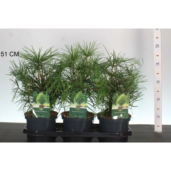 Japán ernyőfenyő   SCIADOPITYS VERTICILLATA 30/40 K2,5