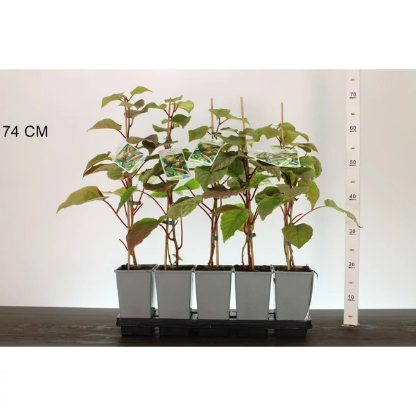 kivi ACTINIDIA DELICIOSA JENNY 50/60 K2