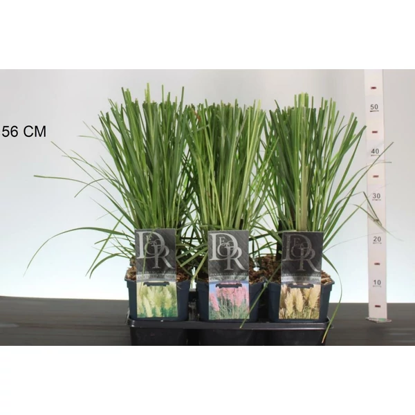 Pampafű  CORTADERIA FAJTÁK K2