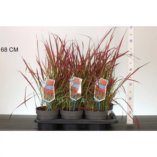 Vöröslevelű alangfű  IMPERATA CYLINDRICA RED BARON 25/30 CS17