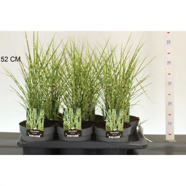 Kínai virágosnád   MISCANTHUS SINENSIS GOLD BAR CS17