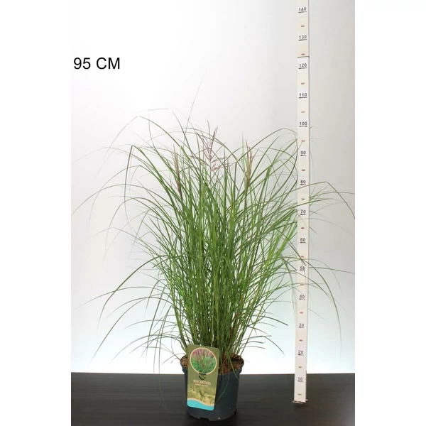 Kínai virágosnád   MISCANTHUS SINENSIS RED CHIEF 60/80 K5