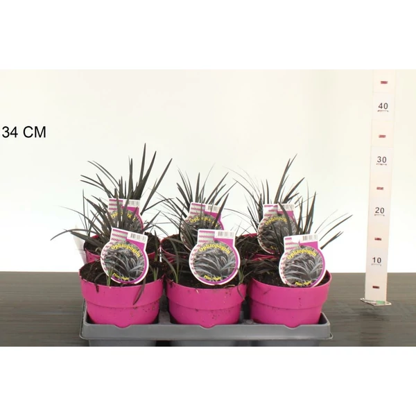 Feketelombú kígyószakáll   OPHIOPOGON PLANISCAPUS NIGER 20/25 CS15