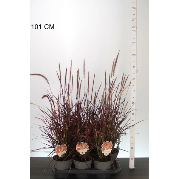 Rózsás tollborzfű  PENNISETUM ADVENA FIREWORKS 45/50 CS17