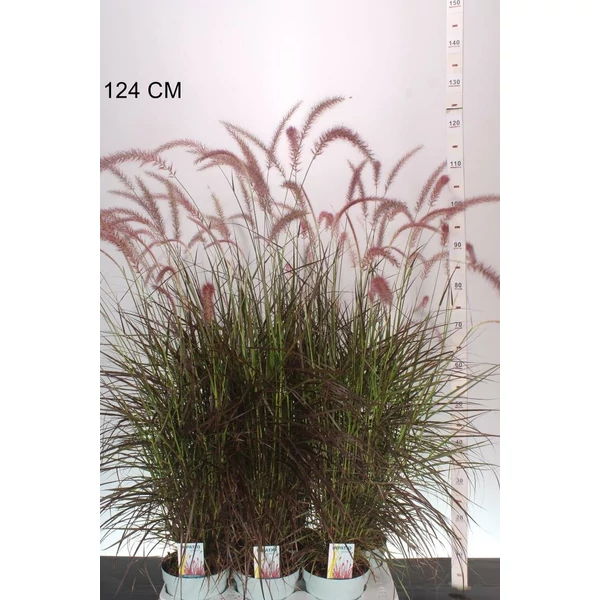 Rózsás tollborzfű  PENNISETUM SETACEUM RUBRUM 75/100 CS17
