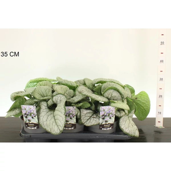 Kaukázusi nefelejcs  BRUNNERA MACROPHYLLA SILVER HEART 35/40 CS17