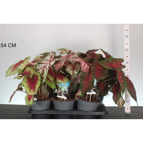 tarkalevél   CALADIUM 25/40 CS12