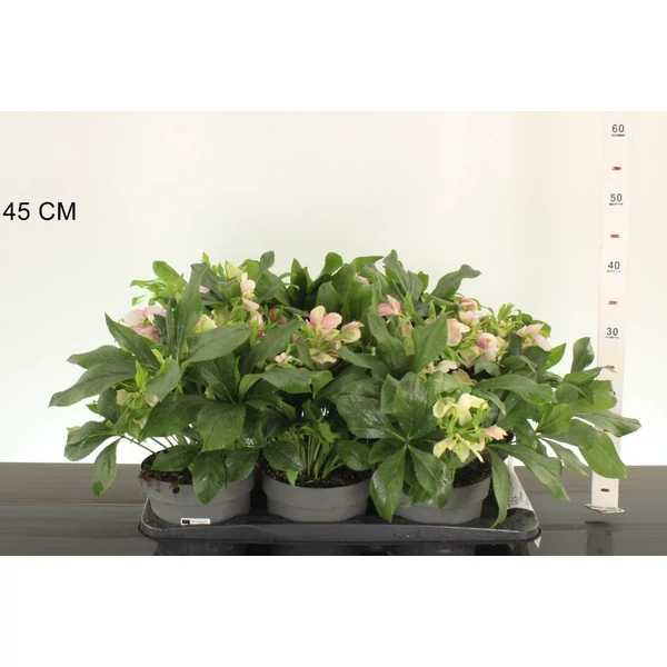 Fekete hunyor  HELLEBORUS CELESTINA CS17