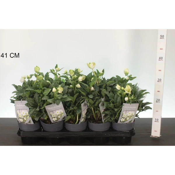 Fekete hunyor  HELLEBORUS NIGER CHRISTMAS CAROL 20CM CS12
