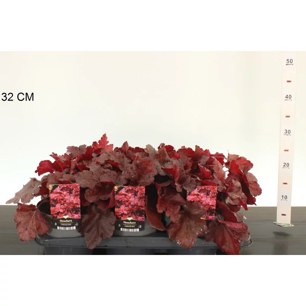 Tűzeső  HEUCHERA FOREVER RED 30/+ CS17
