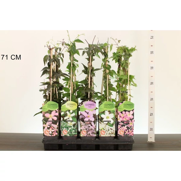 Hegyi iszalag    CLEMATIS MONTANA FAJTÁK 60CM K2