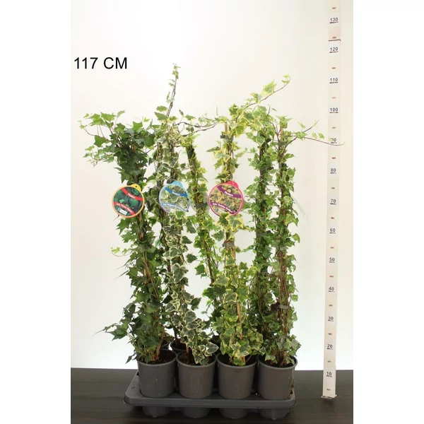 Közönséges borostyán   HEDERA FAJTÁK 80/100 K2