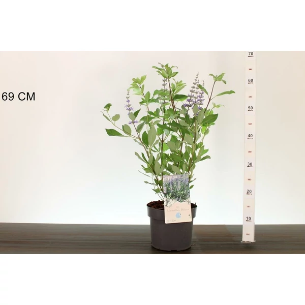 Illatos barátcserje VITEX SOMMER TIMES BLUES 45/50 K3