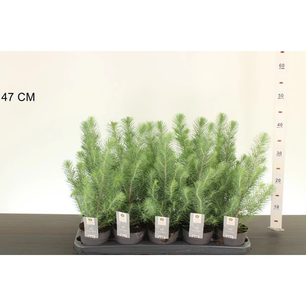 Mandulafenyő  PINUS PINEA SILVER CREST 30/+ CS10,5