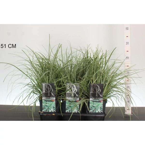 Madárlábú sás CAREX OSHIMENSIS EVEREST K2