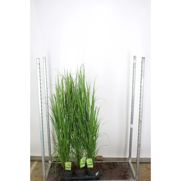 Vesszős köles   PANICUM VIRGATUM NORTWIND 125/+ K3,5