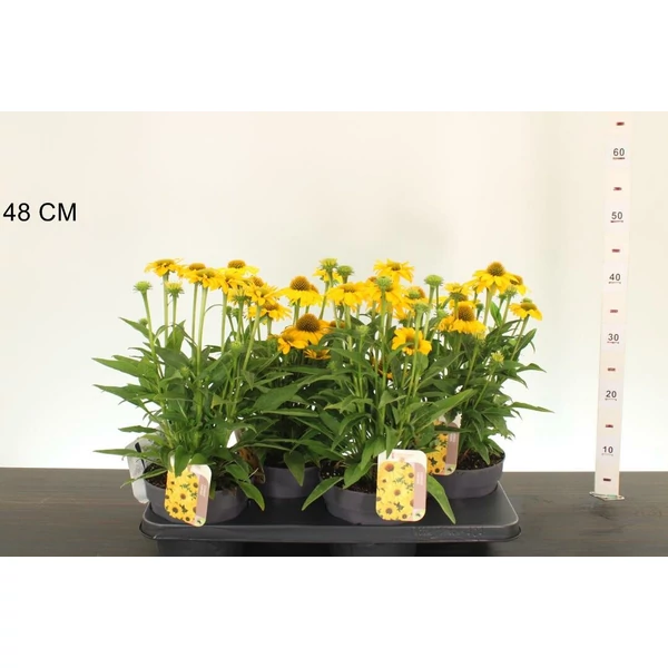 Bíbor kasvirág   ECHINACEA PURPUREA SOMBRERO COMPACHT YELLOW CS17