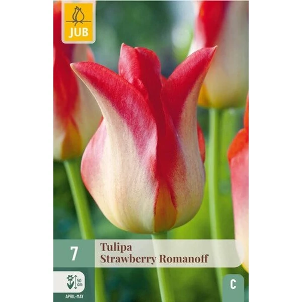 Tulipán VIRÁGHAGYMA TULIPS STRAWBERRY ROMANOFF 7DB/CSOMAG JUB 302830