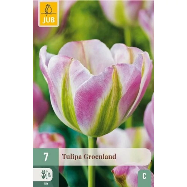 Tulipán VIRÁGHAGYMA TULIPS GROENLAND 7DB/CSOMAG JUB 303410