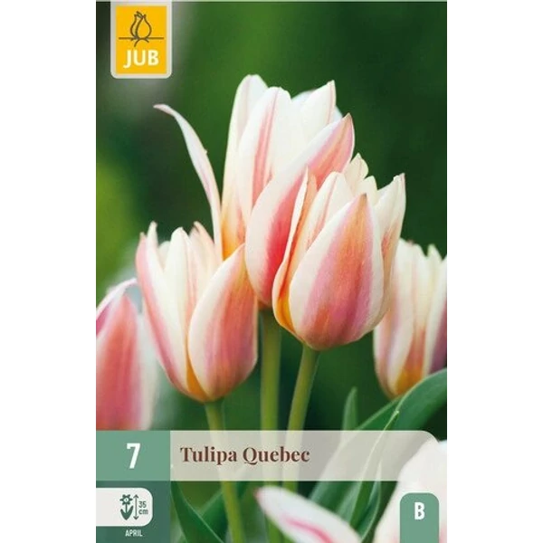 Tulipán VIRÁGHAGYMA TULIPS QUEBEC 7DB/CSOMAG JUB 304787