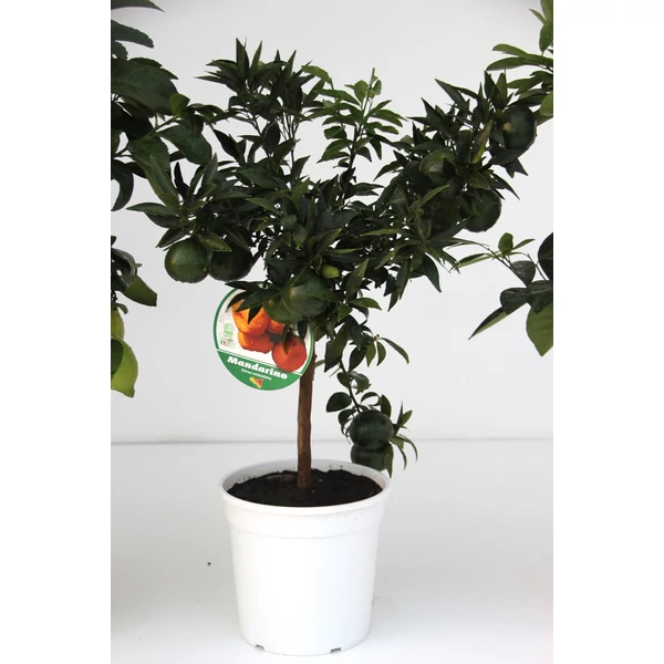 Mandarin   CITRUS MANDARINO T1/4 65CM K5 (NARANCSSÁRGA SZÖGLETES CSERÉP)