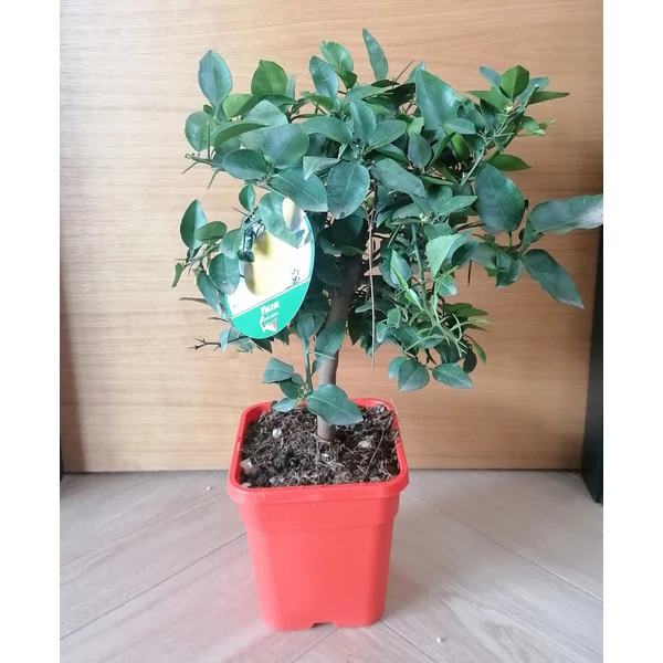 Citrom   CITRUS YUZU T1/4 65CM K5 ( SZÖGLETES CSERÉP)