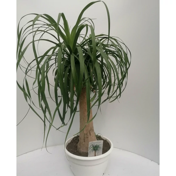 Buzogányfa, elefántláb BEUCARNEA RECURVATA K10