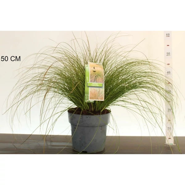 Narancsos sás  CAREX TESTACEA PRAIRIE FIRE 40/50 K6,5