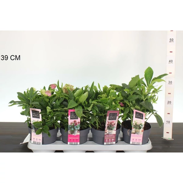 Keleti hunyor  HELLEBORUS ORIENTALIS 35CM CS14