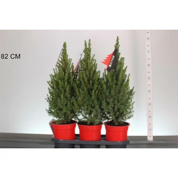 Cukorsüvegfenyő  PICEA GLAUCA PERFECTA 55/60 CS19