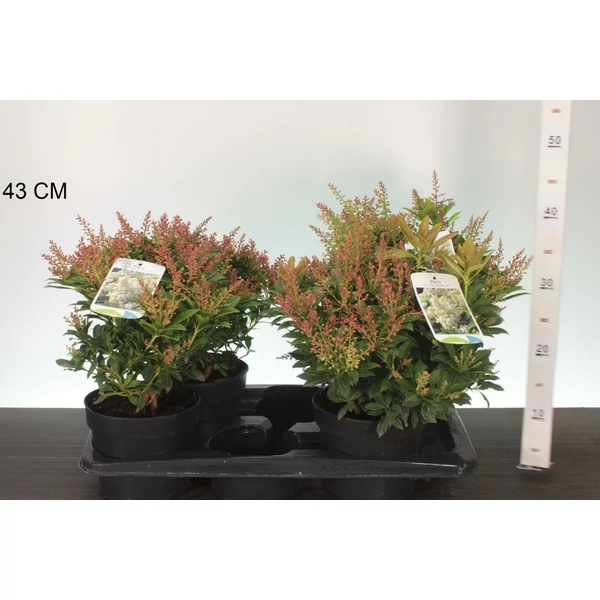 Japán babérhanga    PIERIS JAPONICA SARABANDE 30CM K2