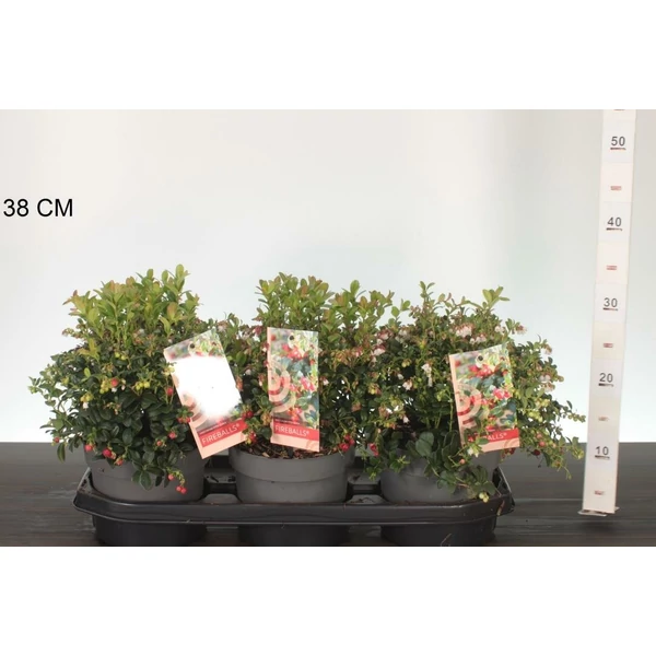 Fireballs vörös áfonya  VACCINIUM VITIS-IDAEA FIREBALLS 20/25 CS17