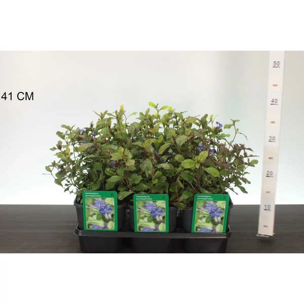 Tarackoló kékgyökér  CERATOSTIGMA PLUMBAGINOIDES K2