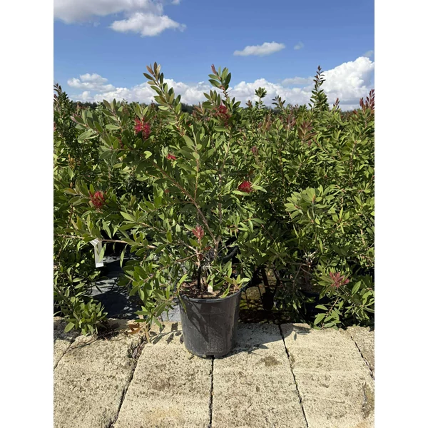 Kefevirág  CALLISTEMON CITRINUS SPLENDENS BOKOR K7
