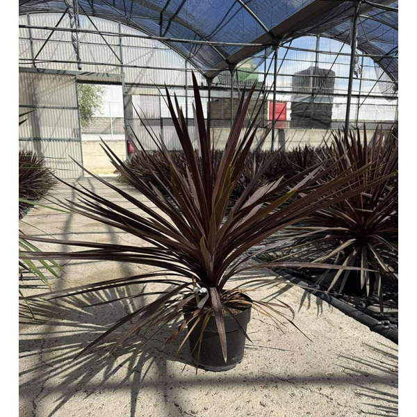 Bíbor bunkóliliom CORDYLINE AUSTRALIS RED STAR K6,5