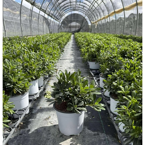 Törpe kínai enyvesmag  PITTOSPORUM TOBIRA NANUM K2,5