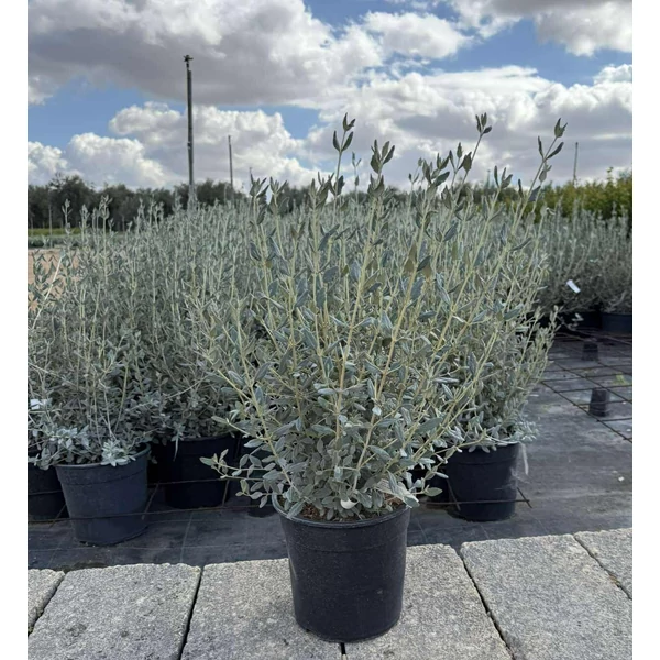 cserjés gamandor TEUCRIUM FRUTICANS K7