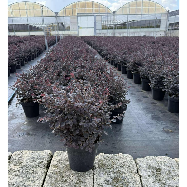 Kínai rojtosvirág    LOROPETALUM CHINENSE BLACK PEARL K4