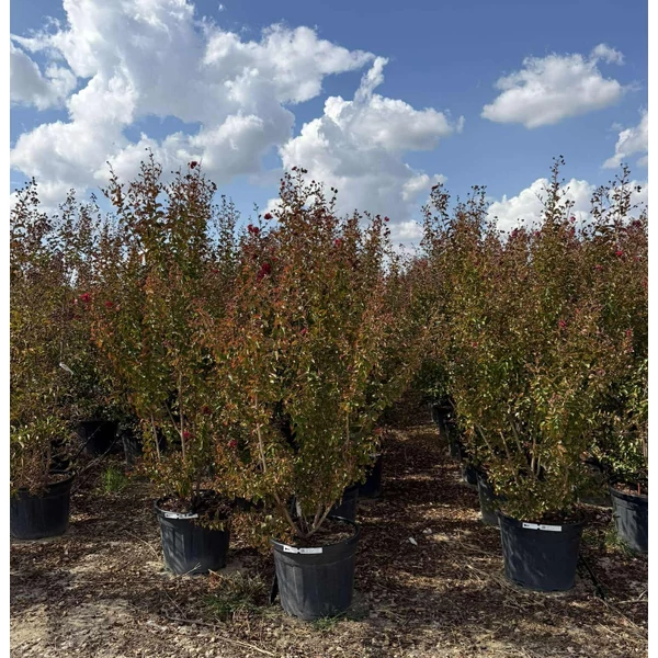 Kínai selyemmirtusz  LAGERSTROEMIA INDICA DYNAMITE K55