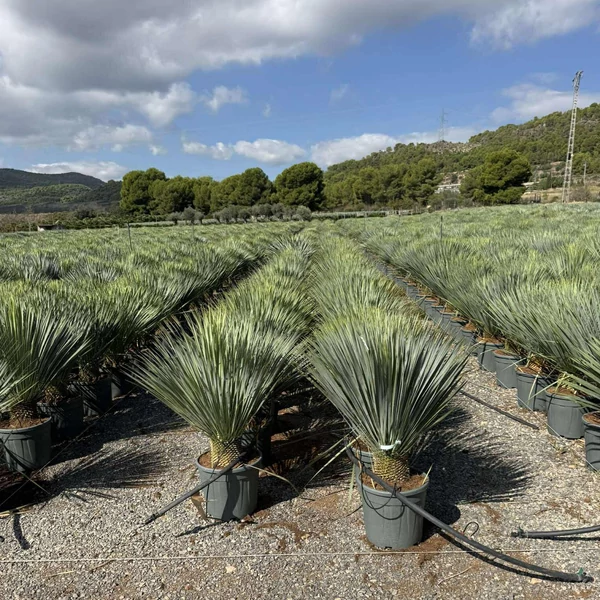 Pálmaliliom     YUCCA ROSTRATA K25