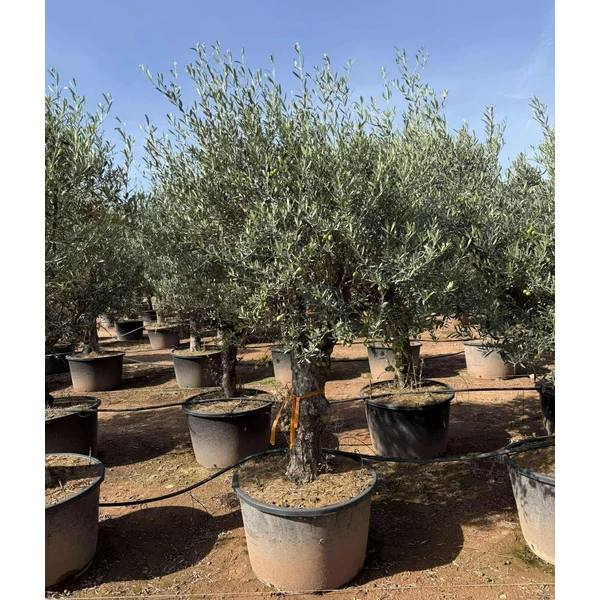 Olajfa   OLEA EUROPAEA BONSAI K160