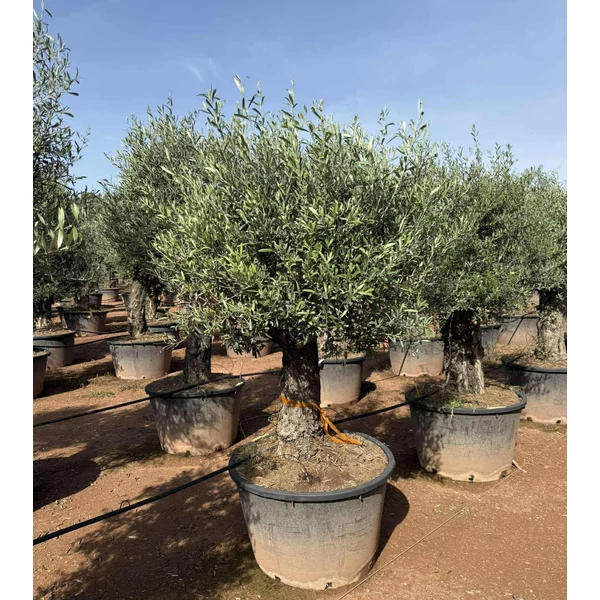 Olajfa   OLEA EUROPAEA BONSAI K230
